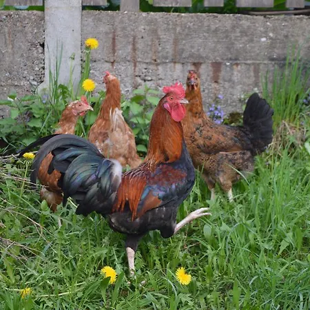 Haeringer Muehle דירה באד הרינג