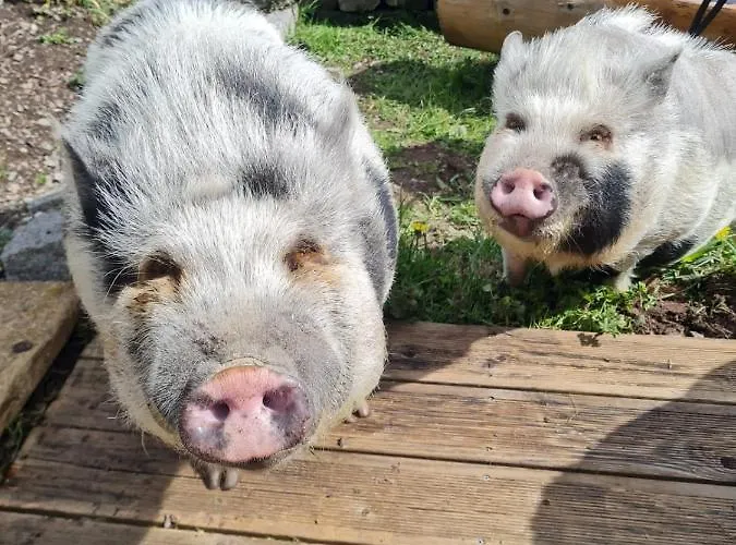 Haeringer Muehle Appartamento *