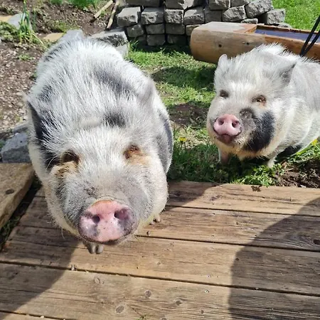 Haeringer Muehle Appartement *